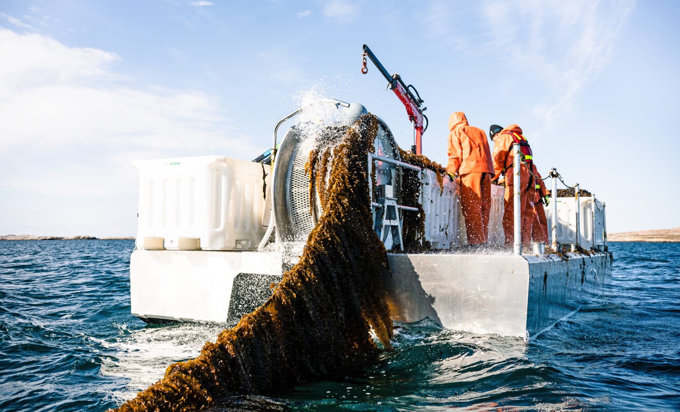 harvesting kelp