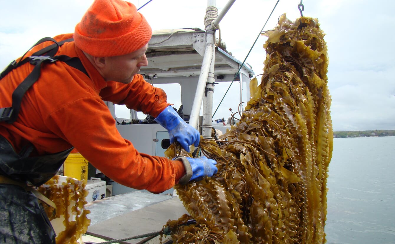 Pessoa em um barco colhendo algas