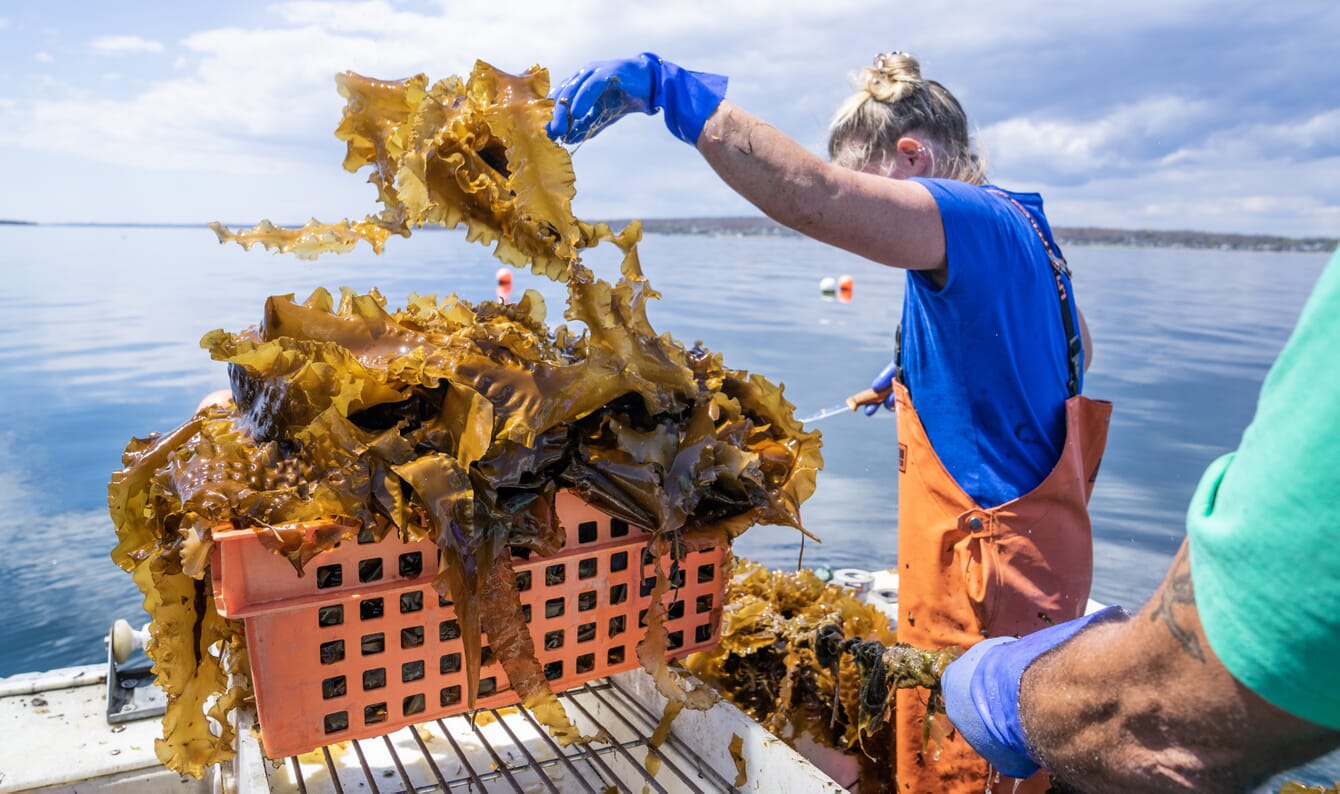 Person harvesting kelp from a boat