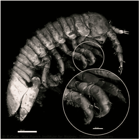Zwierzęta morskie mogą odgrywać rolę w cyklu reprodukcyjnym makroalg