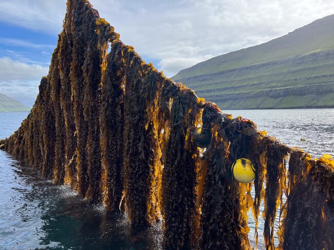 algas que crecen en una cuerda