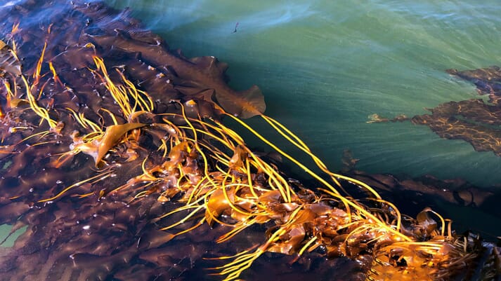 Kelp at the ocean's surface