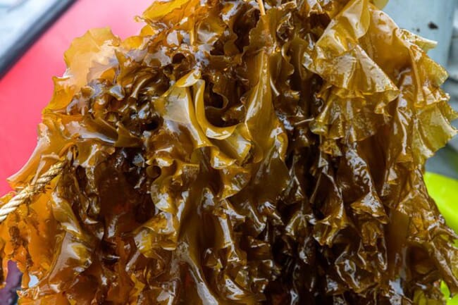 farmed kelp