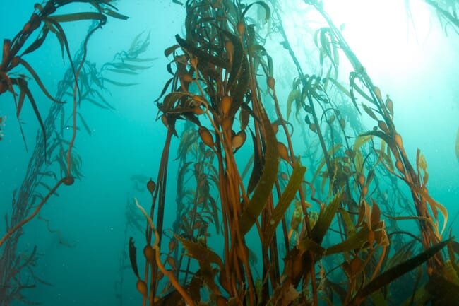 kelp underwater