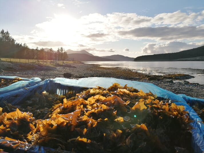 Harvested kelp