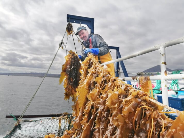 Kelp Crofting, a startup based in Scotland, is investigating the impact of farming seaweed close to salmon farms