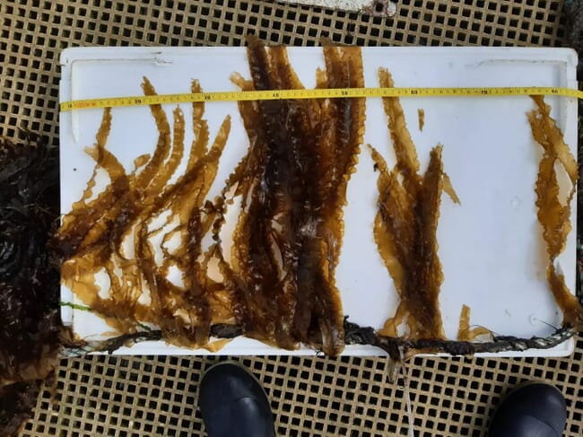 A tray of seaweed with a measuring tape