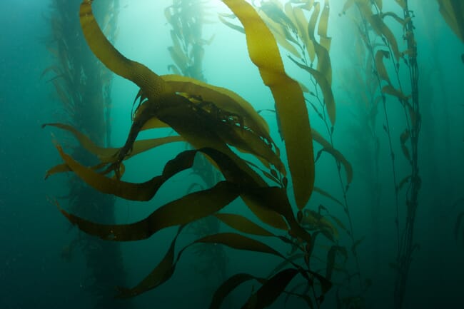 Green kelp floating underwater