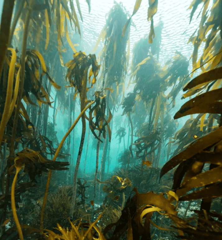 kelp under water