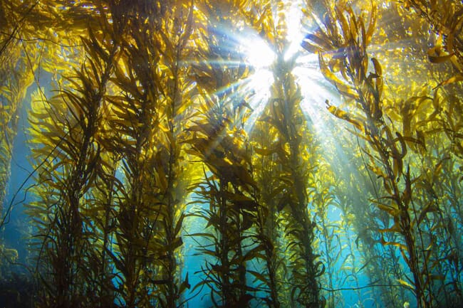 líneas de algas bajo el agua