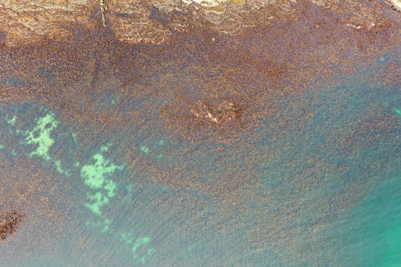 Aerial view of a seaweed forest