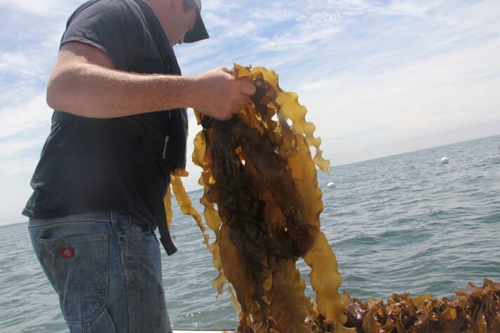 farmed kelp