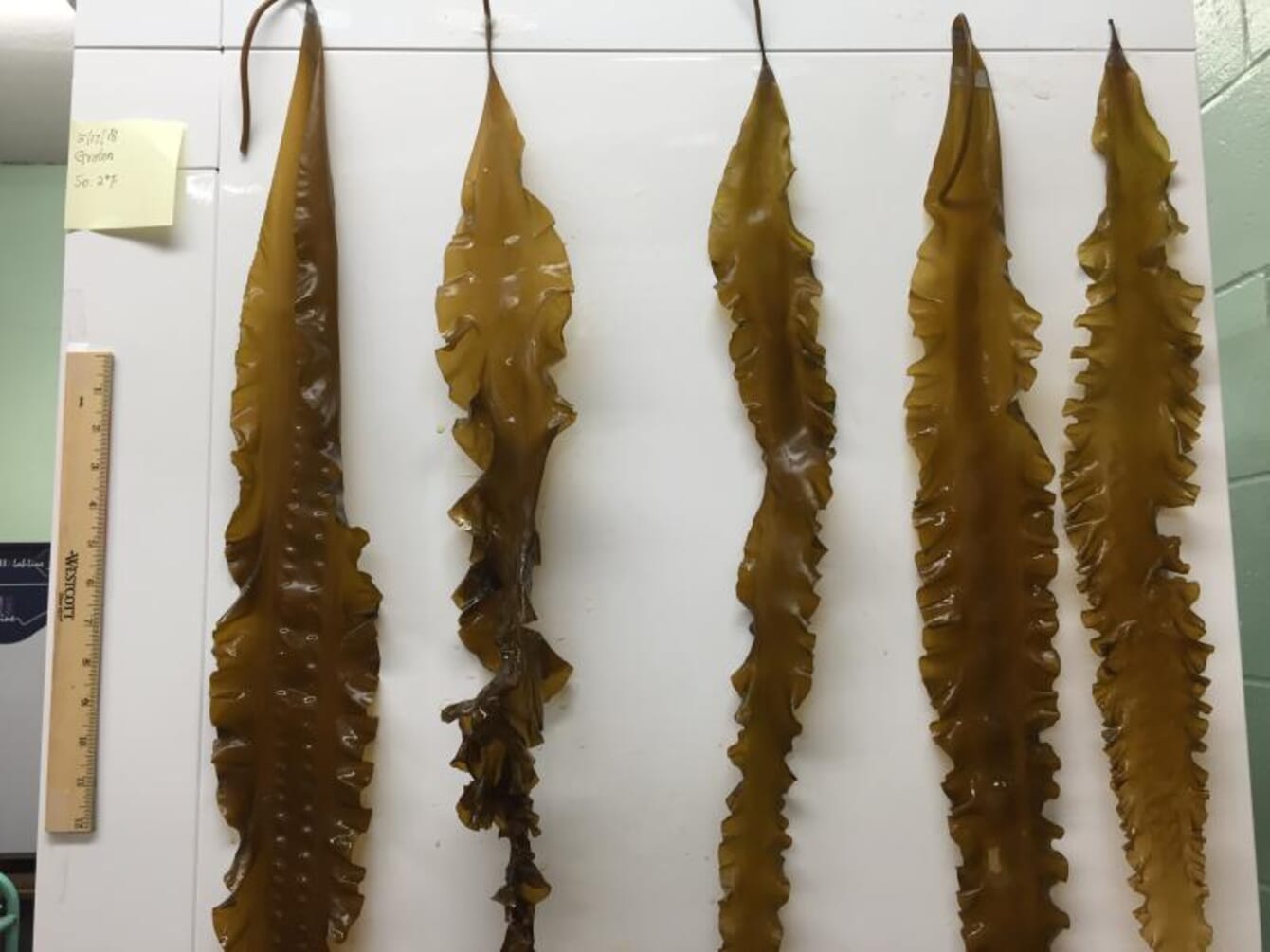kelp samples on a board