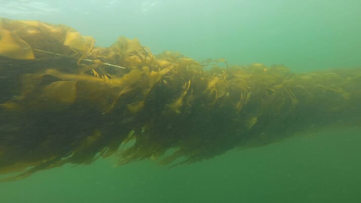 kelp growing on a rope