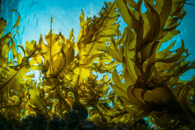 Kelp underwater.