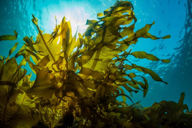 Fronds of kelp seen under the water.