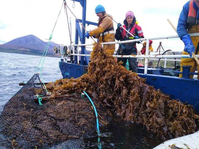 Colheita de algas cultivadas em um barco