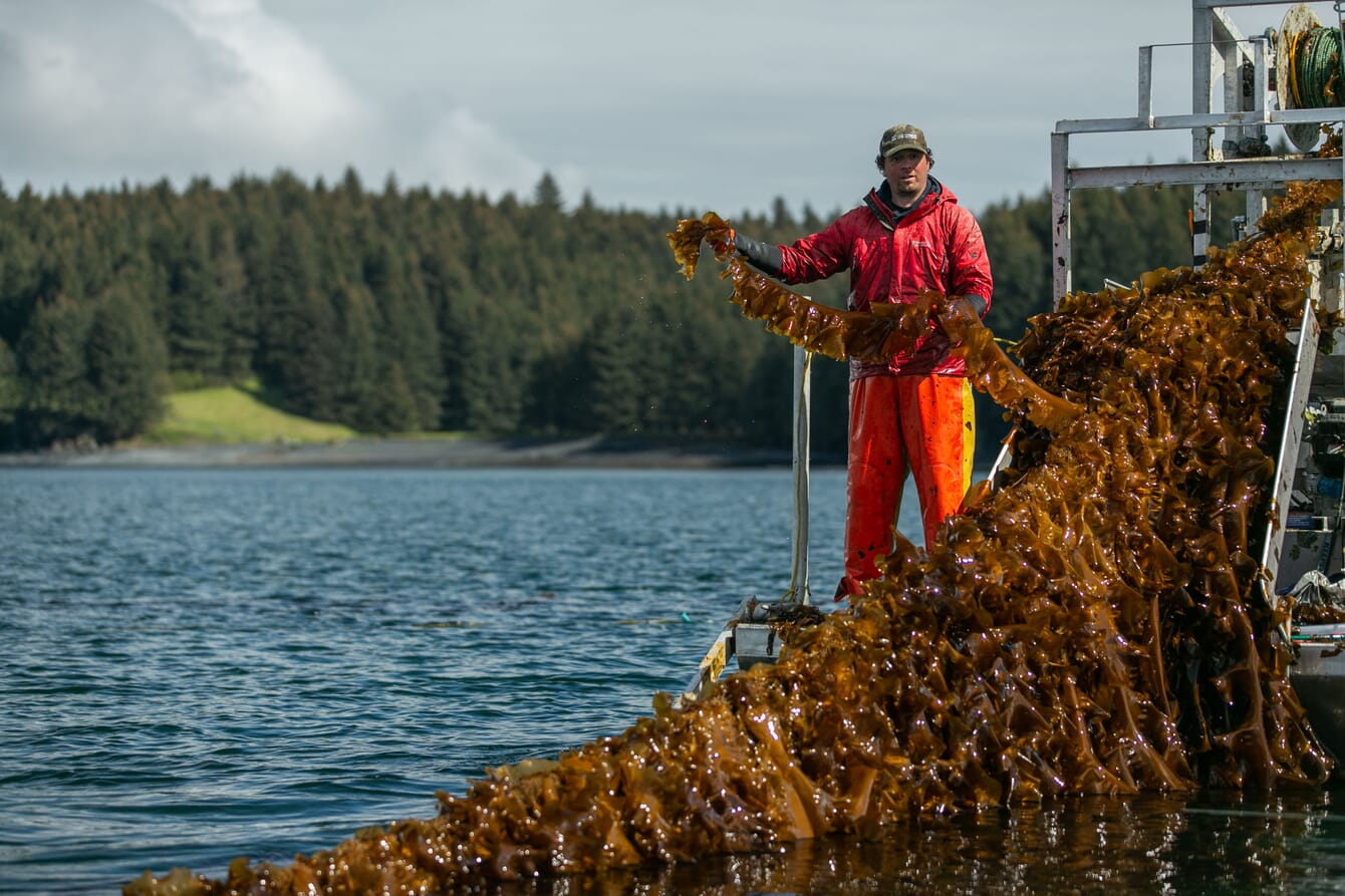 Nicholas Mangini harvesting kelp.