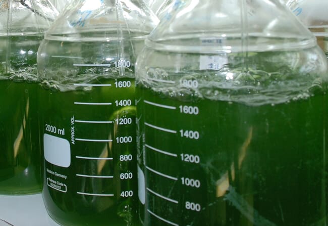 Lab jars growing green algae