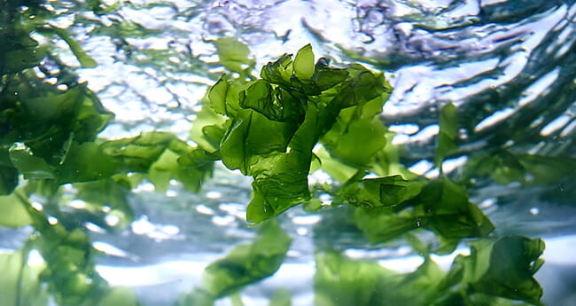 Algas bajo el agua.