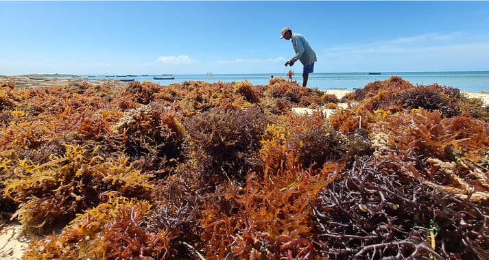 drying red seaweed