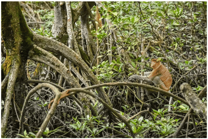 Proboscis monkey in a mangrove forest