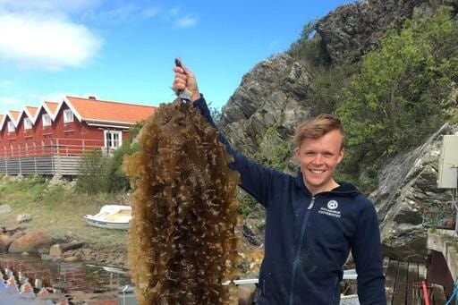 Matthew Hargrave with some kelp