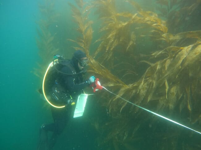 a diver measuring seaweed