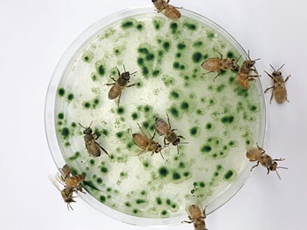 Bees walking on top of a petri dish with algae colonies