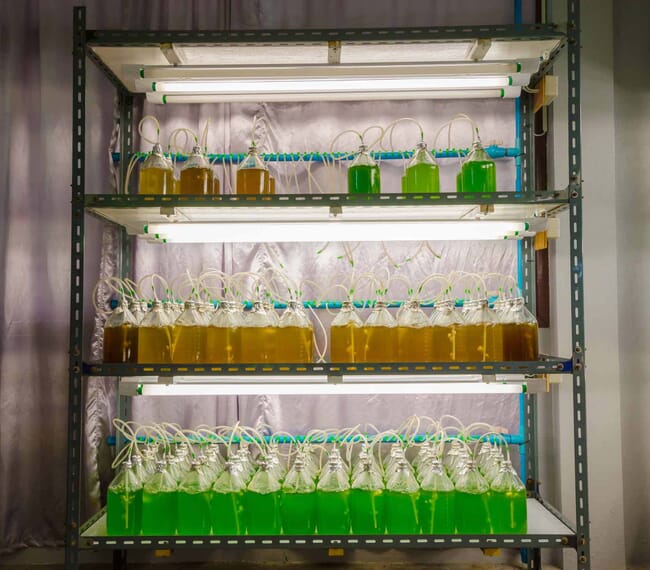 amostras de microalgas crescendo em um laboratório