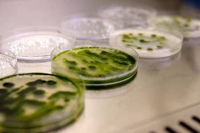 microalgae growing in petri dishes