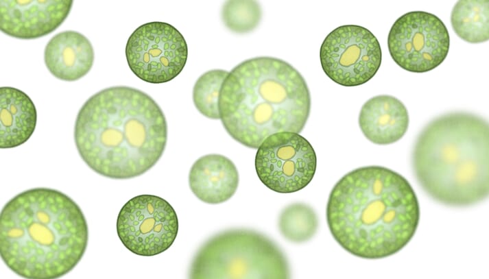 Cellules de microalgues sur une lame