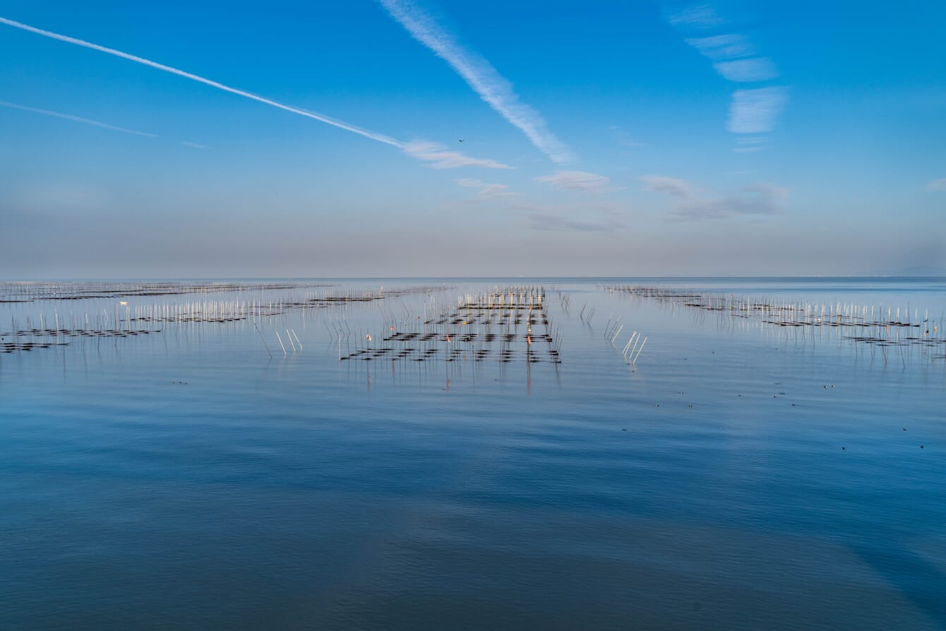 A seaweed farm.