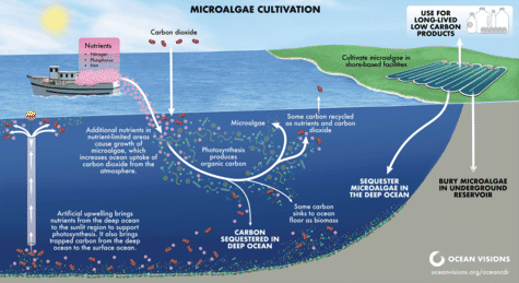 Startup publishes digital roadmap for microalgae carbon sequestration ...