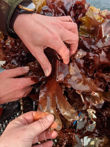 Hands touching red seaweed