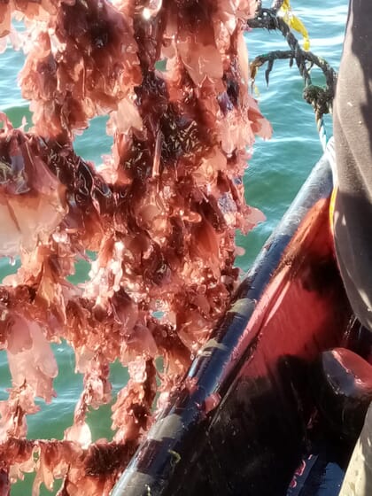 Red seaweed growing on nets