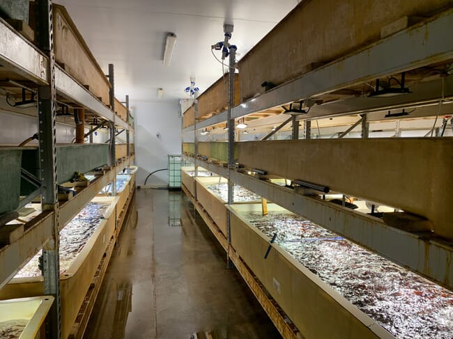 inside an indoor seaweed farm