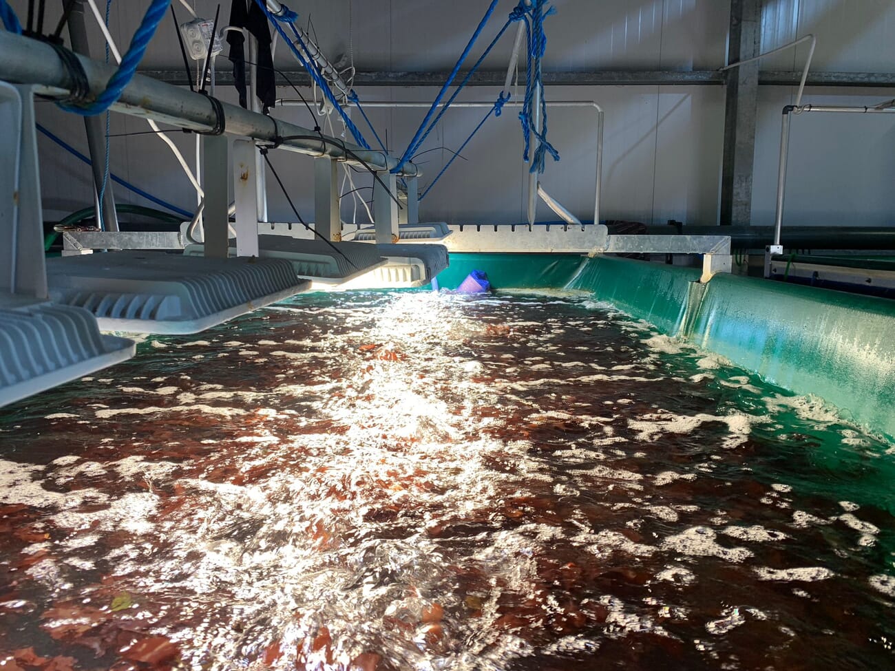 Touring “Europe’s largest indoor seaweed hatchery” The Fish Site