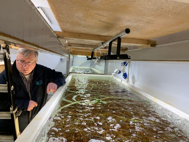 A man in a seaweed farm