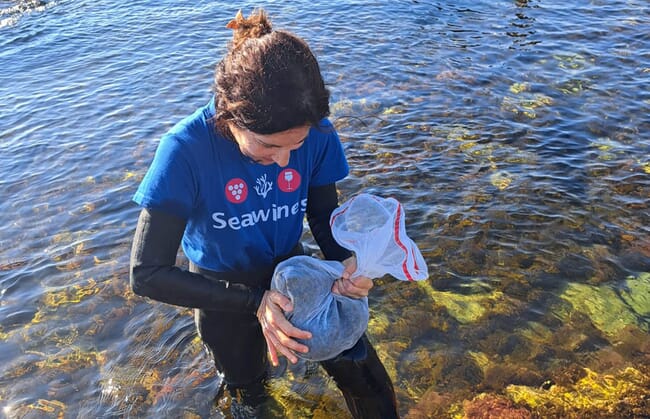 Woman collecting seaweed at the shore