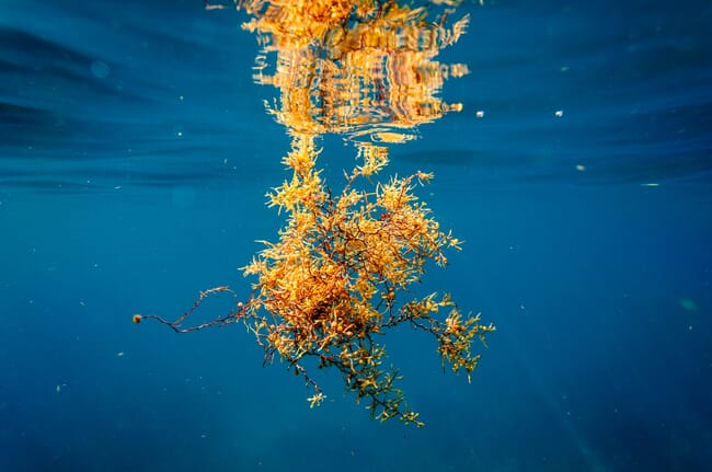 Algas marrones flotando bajo el agua