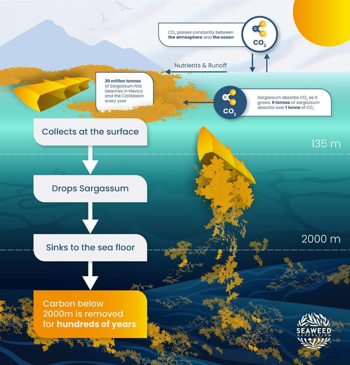 Sargassum Diagram