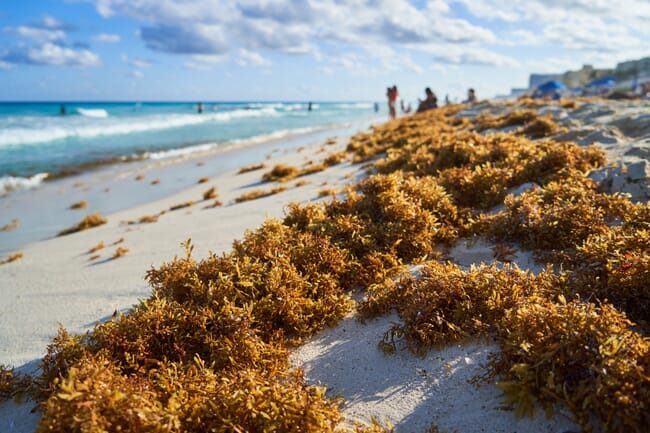 Seaweed piled up on a beach