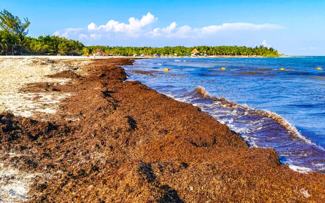 Brown seaweed washed up on beach