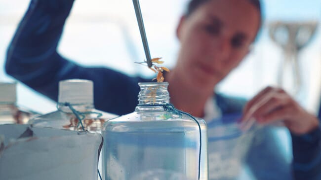 Scientist placing a Sargassum specimen in a jar