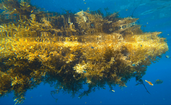 a matt of seaweed under the water