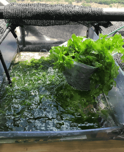 sea lettuce growing in a tank