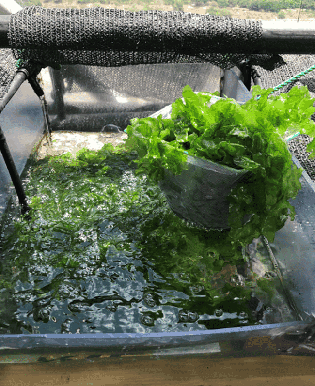 sea lettuce