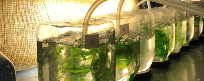 sea lettuce growing in bottles