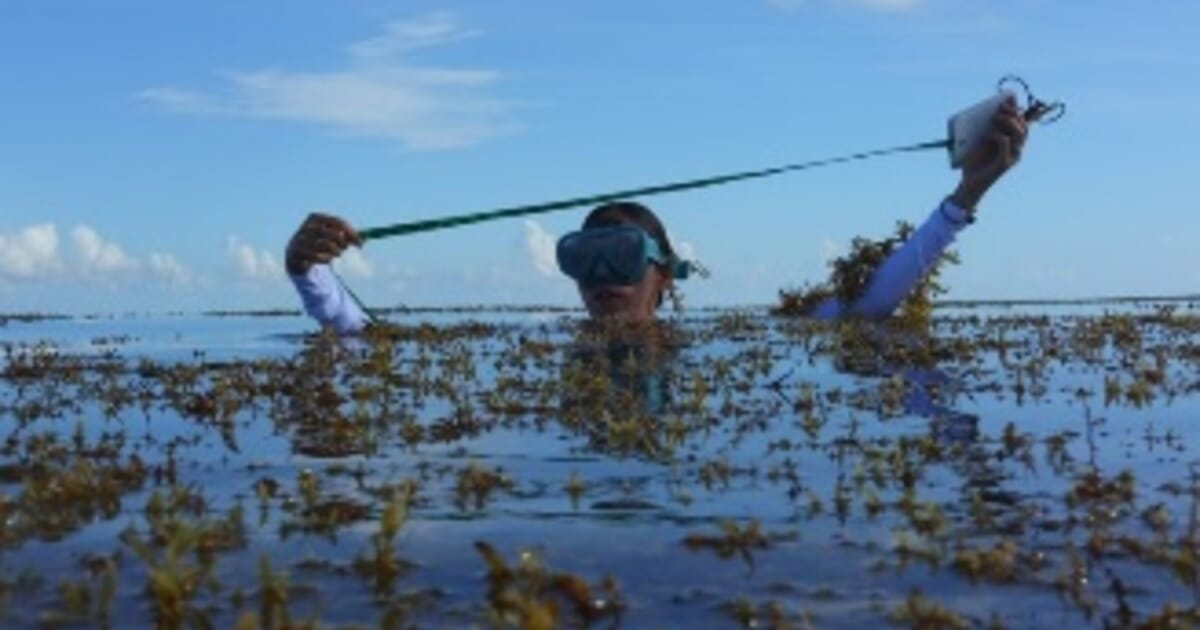 Testing the climate intervention potential of ocean afforestation using the  Great Atlantic Sargassum Belt
